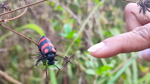 Close up of a human finger pointing at a red and black blister beetle on a plant.