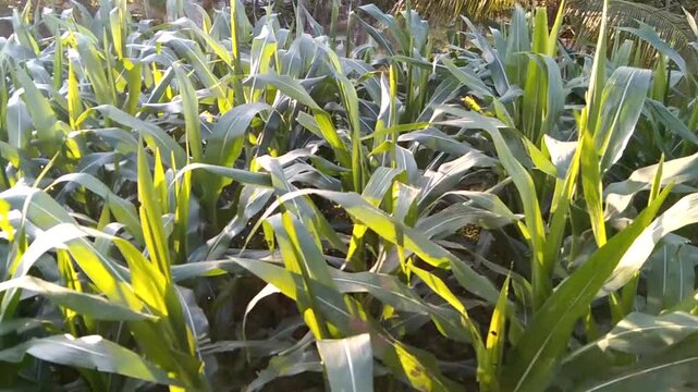 Densely planted, lush green young corn plants in a vast Indonesian agricultural field