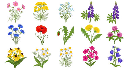Hand Drawn Set of Colorful Wildflower Botanical Illustrations Isolated on White Background © Adam