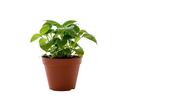 Green plant in brown pot indoors.