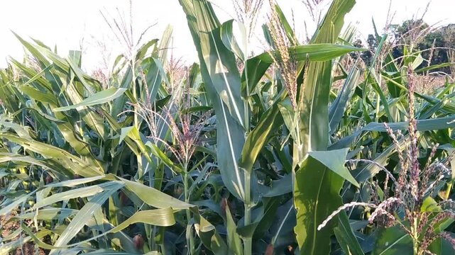 Young corn plants thriving in an agricultural field at dusk with golden sunlight