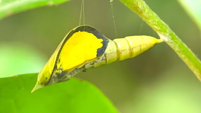 Macro Shot of a Bright Yellow Butterfly Pupa Hanging on a Green Stem