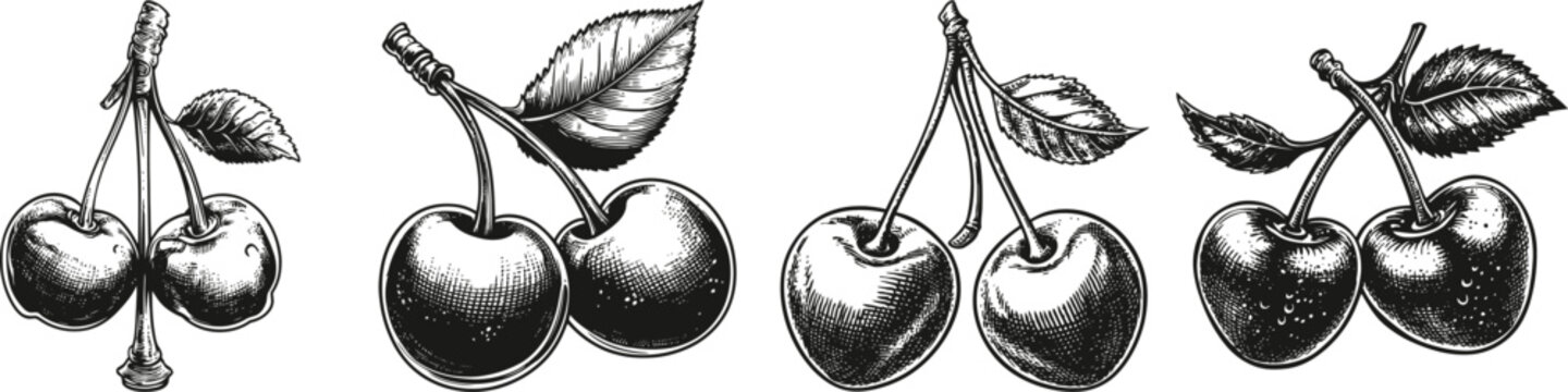 A detailed set of vintage-style hand-drawn cherries in black and white, showcasing botanical illustration artistry