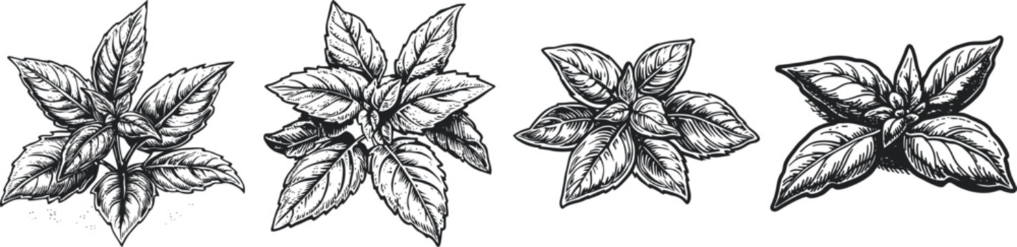 A detailed, black-and-white hand-drawn illustration showcasing four different varieties of mint leaves, emphasizing