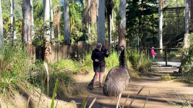 Female Zookeeper Raking Enclosure Near Emu in Wildlife Park