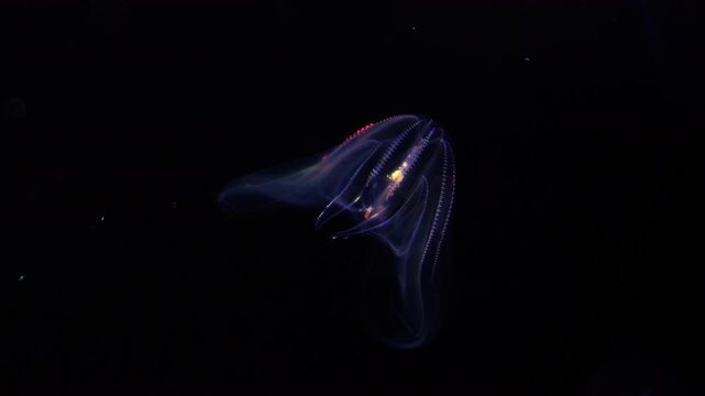 Bioluminescent Jellyfish Warty Comb Jelly Floating Under Purple Lighting Extreme Closeup of Mnemiopsis Leidyi 2