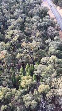 Aerial View of Asphalt Highway Cutting Through Dense Australian Eucalyptus Forest