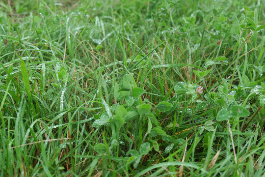 露に濡れた夏の草花