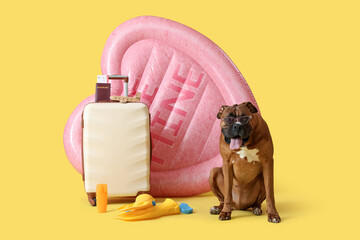 Brown American Bulldog in sunglasses sitting near inflatable mattress, suitcase and flippers on yellow background © Pixel-Shot