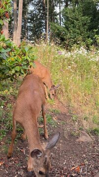 Two beautiful young blacktail yearling bucks, grazing in a meadow with wildflowers on a summer day, up close.