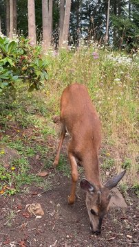 Beautiful yearling blacktail deer with small fuzzy uneven antlers in a meadow with wildflowers.