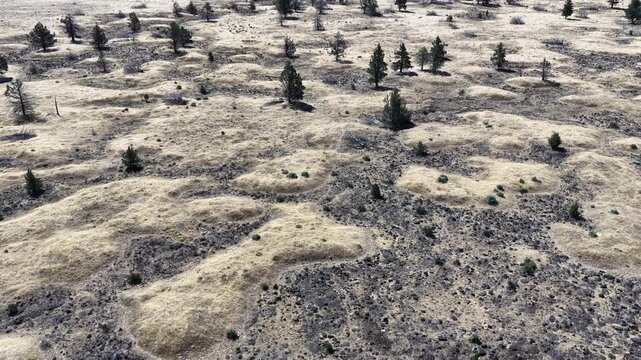 Sporadic pine trees dot the arid, desert landscape on the Central Oregon Plateau north of Bend. This area lies in contrast to the lush, water-rich coastal region.