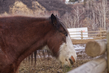 A Horse at a Farm © RiMa Photography