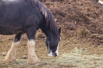 A Horse at a Farm © RiMa Photography