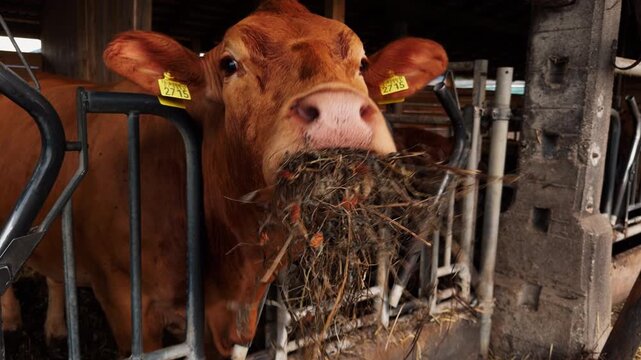 Close-up of a brown dairy cow chewing hay inside a livestock barn with ear tags visible. Agriculture, farming, animal husbandry, dairy production, and food industry.