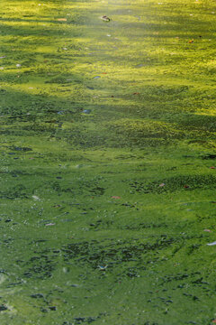 green pond scum