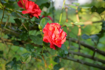 Obraz premium red rose in garden