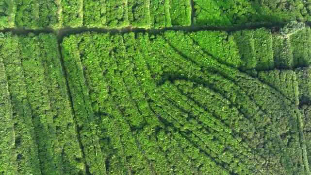 Patterned Tea Plantation Landscape in Tropical Agricultural Region