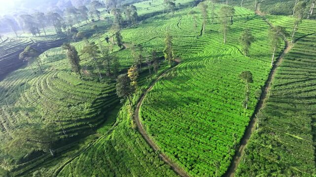 Drone Footage of Tea Plantation Rows and Green Agricultural. Fields