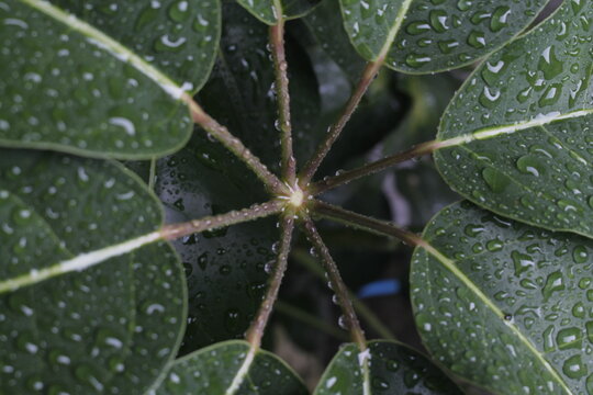 Roc&iacute;o de gotas de agua sobre un tr&eacute;bol de hojas color verde.