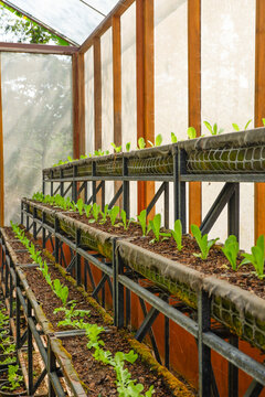 Fresh vegetable green color in garden on the soil growing,young salad, mini cos, green oak lettuce,lambs lettuce in a sunny bed in glasshouse or farm organic concept.