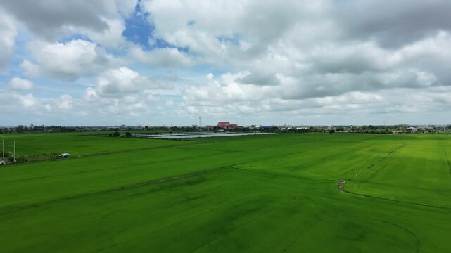 Aerial Top Down View of Green Agricultural Fields in Thailand.