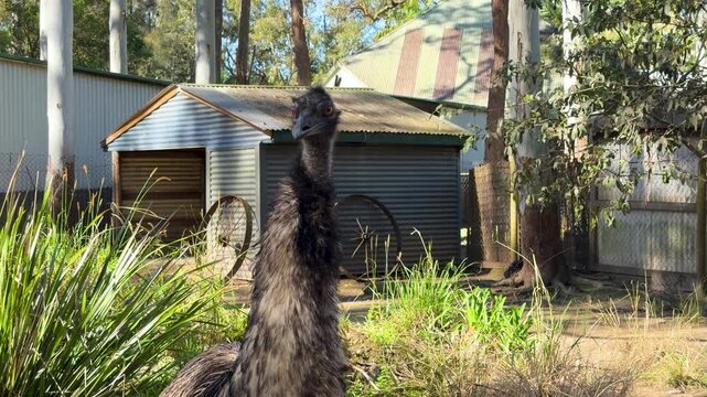 Australian Emu Standing in Rural Backyard Near Corrugated Shed