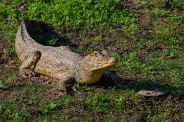 Caiman yacare en el rio Yacuma, en el area protegida Pampas del Yacuma © Biara