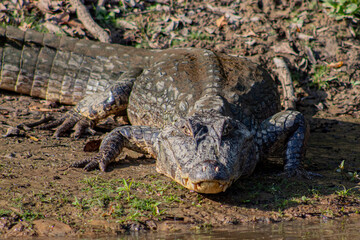 Caiman yacare en el rio Yacuma, en el area protegida Pampas del Yacuma © Biara