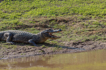 Caiman yacare en el rio Yacuma, en el area protegida Pampas del Yacuma © Biara