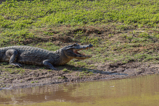 Caiman yacare en el rio Yacuma, en el area protegida Pampas del Yacuma