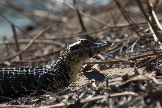 Caiman negro (Melanosuchus niger) en el rio Yacuma, Pampas del Yacuma