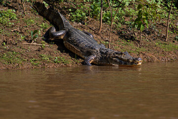 Caiman yacare en el rio Yacuma, en el area protegida Pampas del Yacuma © Biara