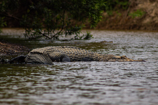 Caiman negro (Melanosuchus niger) en el rio Yacuma, Pampas del Yacuma