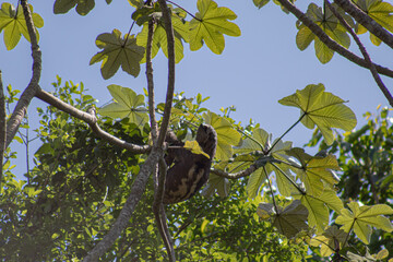 Oso perezoso Bradypus colgado de un arbol en la amazonia boliviana, Pampas del Yacuma © Biara