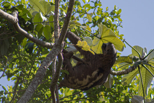 Oso perezoso Bradypus colgado de un arbol en la amazonia boliviana, Pampas del Yacuma