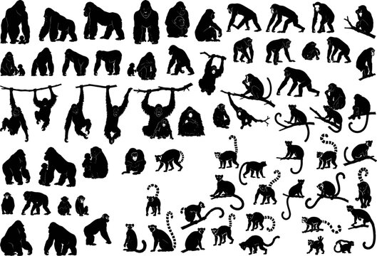 Primate Silhouette Collection Featuring Gorillas Chimpanzees Orangutans and Monkeys in Various Wildlife Poses