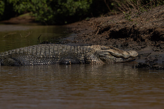 Caiman negro (Melanosuchus niger) en el rio Yacuma, Pampas del Yacuma