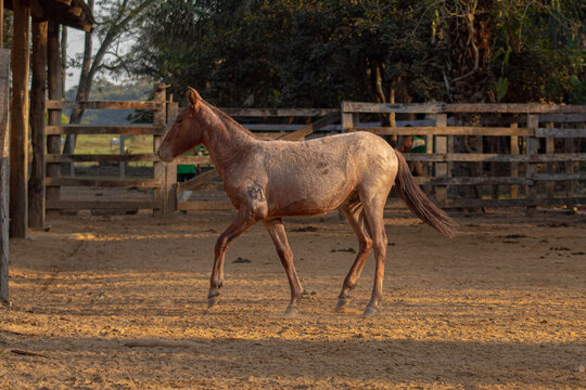 Joven caballo en corral en comunidad Aguaisal, Santa Rosa del Yacuma, Bolivia
