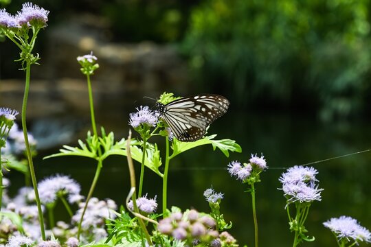 Beautiful glassy tiger butterfly perching on ageratum conyzoides purple wildflower in Hong Kong public park tropical background