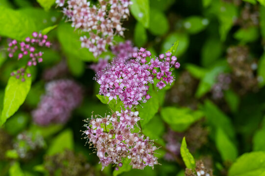 Pink Spiraea japonica Goldflame flowers with raindrops on petals and yellow green foliage after rain close up copy space