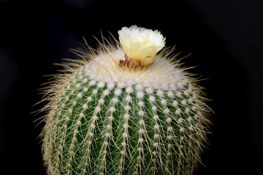 Blooming Parodia claviceps cactus with a pale yellow flower on top on a black background close up copy space