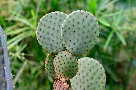 Opuntia microdasys rufida cactus plant with reddish glochids on blurred green background close up bunny ears cactus
