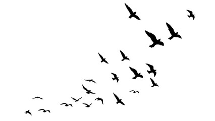 Obraz premium Soaring Bird Silhouette Nature Sky Freedom Wildlife Illustration
