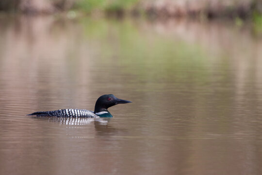 00602-00105 Common Loon (Gavia immer) in wetland, Marion Co., IL