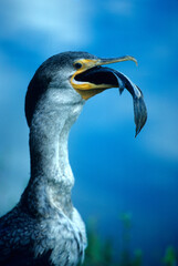 00673-00105 Double-crested cormorant (Phalacrocorax auritus) eating fish  Everglades NP   FL © Daybreak Imagery