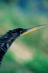00680-00416 Anhinga (Anhinga anhinga) close-up of bill, Everglades NP, FL © Daybreak Imagery