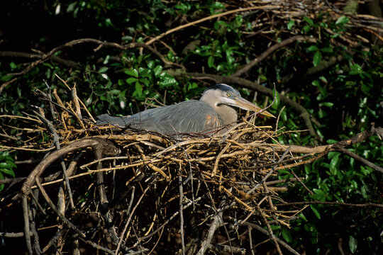 00684-01210 Great Blue Heron (Ardea herodias) at nest    FL
