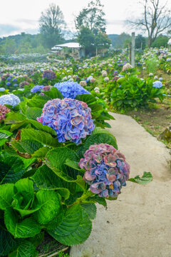 Hydrangea flower blooming in flower garden, Hydrangea macrophylla,purple and blue hydrangea bush a in full bloom.