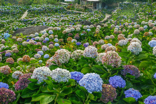 Hydrangea flower blooming in flower garden, Hydrangea macrophylla,purple and blue hydrangea bush a in full bloom.